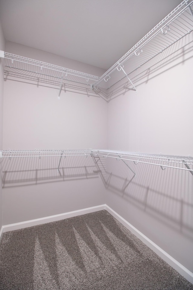 walk in closet with carpet flooring