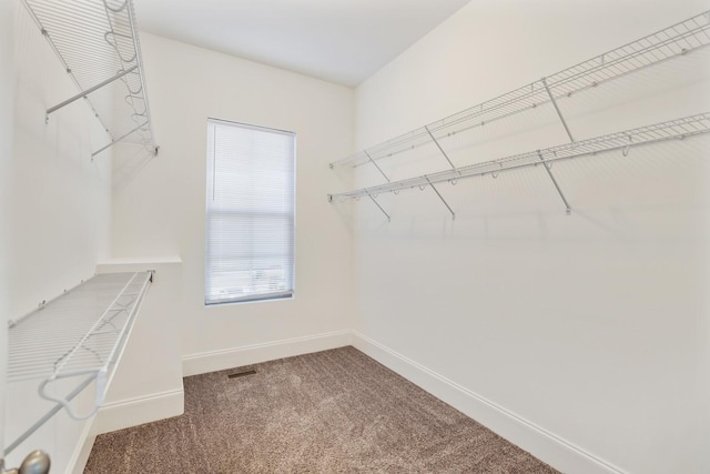 walk in closet featuring carpet floors