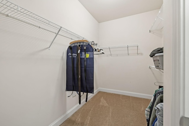 walk in closet featuring carpet flooring