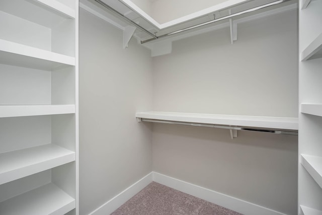 walk in closet featuring carpet floors