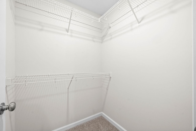 spacious closet featuring carpet flooring