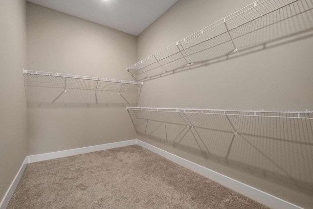 spacious closet featuring carpet flooring