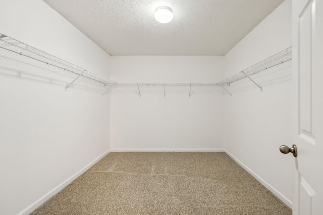 walk in closet featuring carpet flooring