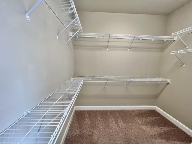 walk in closet with carpet floors