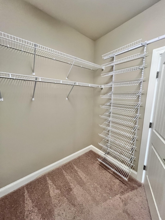 walk in closet featuring carpet flooring