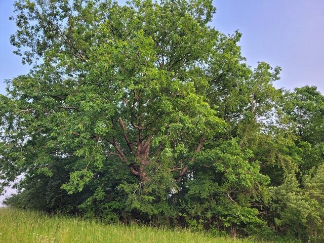0 Bunkhouse Rd, Spencer, TN 38585 - photo 11