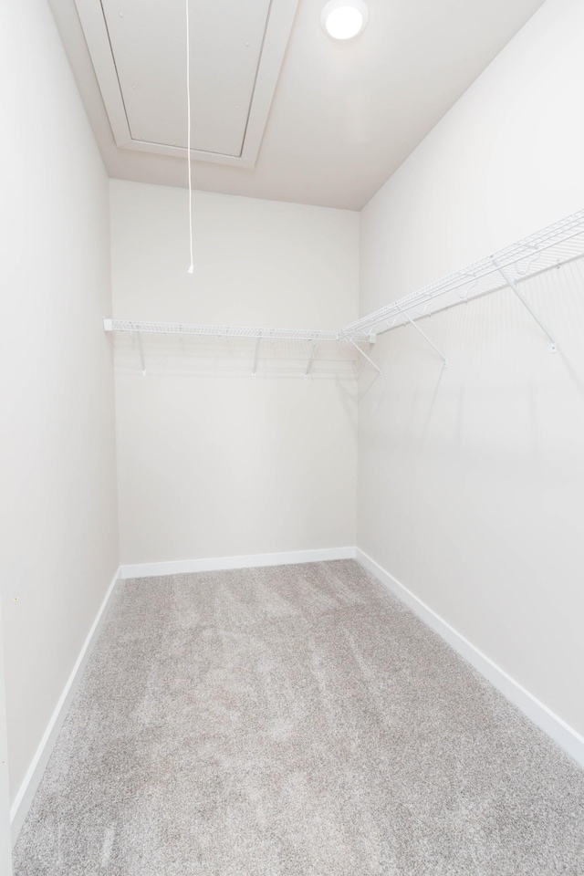 spacious closet featuring carpet and attic access