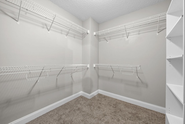 spacious closet featuring carpet