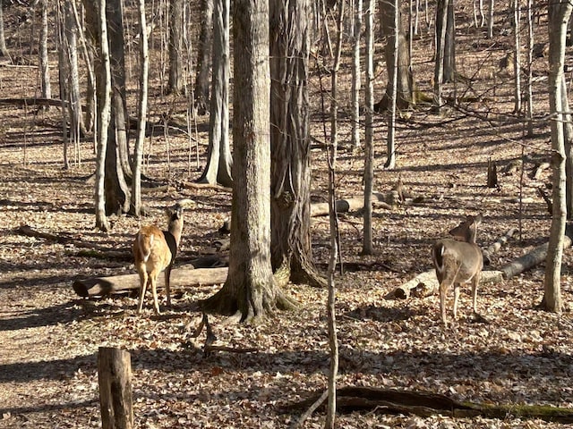 view of nature