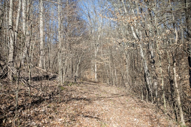 view of local wilderness