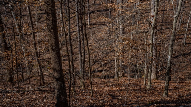 view of local wilderness