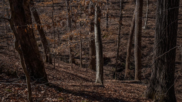 view of local wilderness