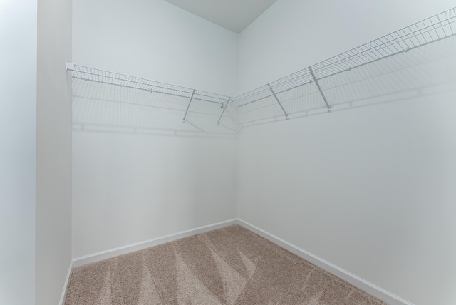 walk in closet featuring carpet floors