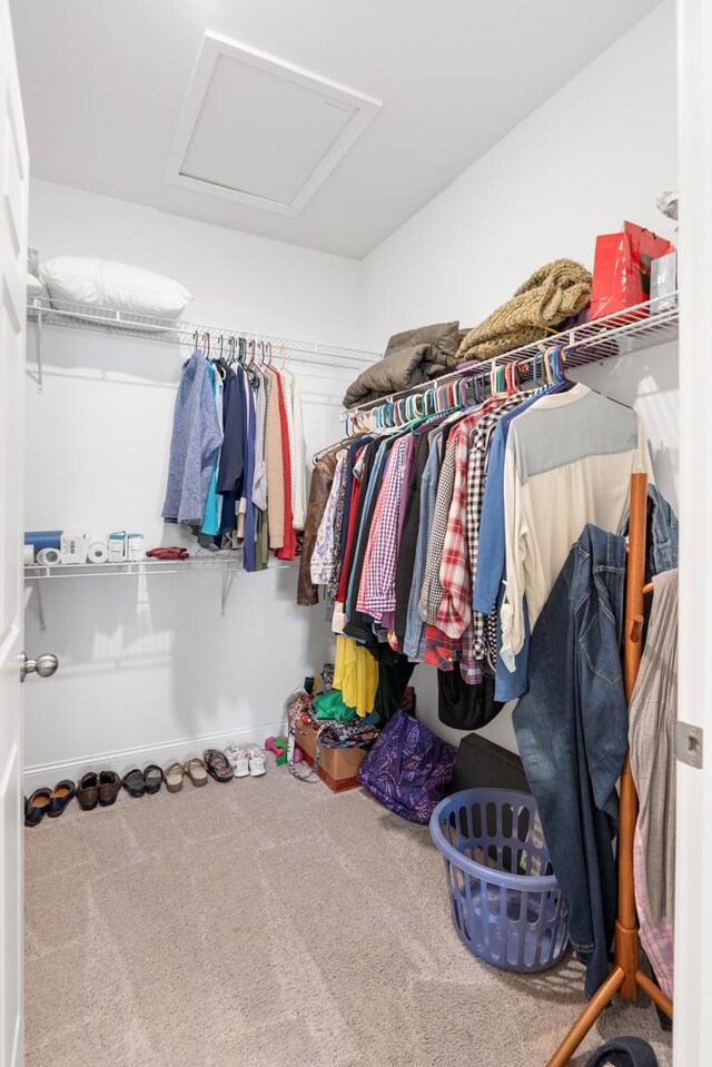 walk in closet featuring attic access and carpet flooring