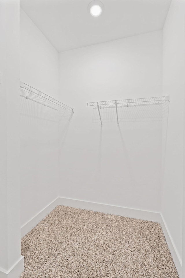 spacious closet featuring carpet flooring