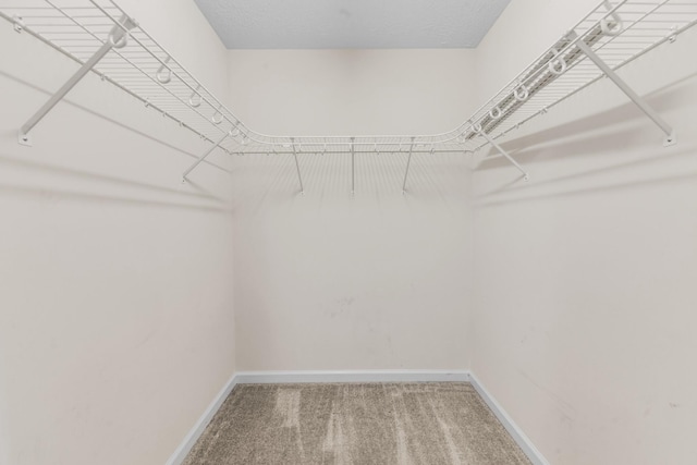 spacious closet featuring carpet flooring