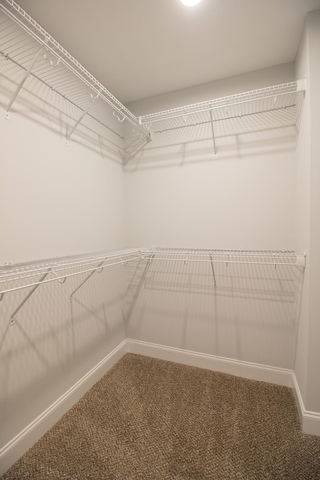 walk in closet featuring carpet flooring