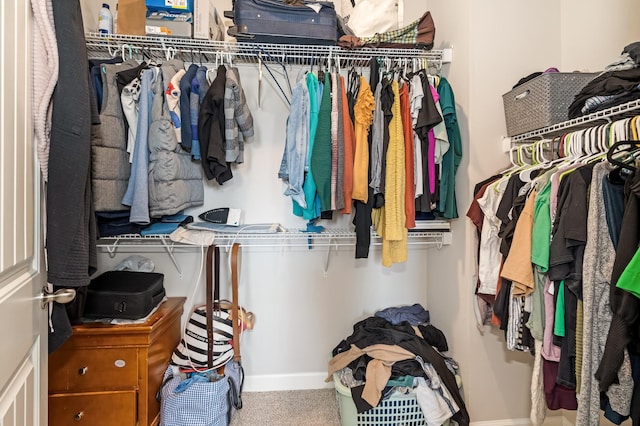 walk in closet featuring carpet floors