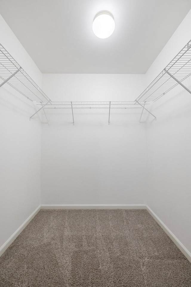 walk in closet with carpet flooring