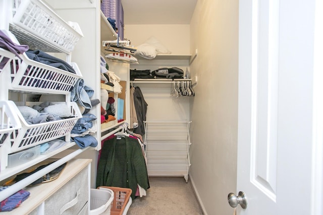 walk in closet with carpet flooring