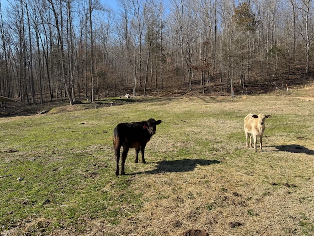 view of yard featuring a rural view