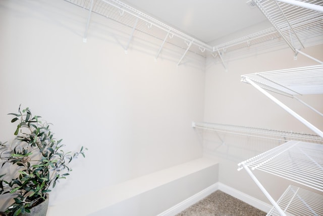 walk in closet with carpet floors