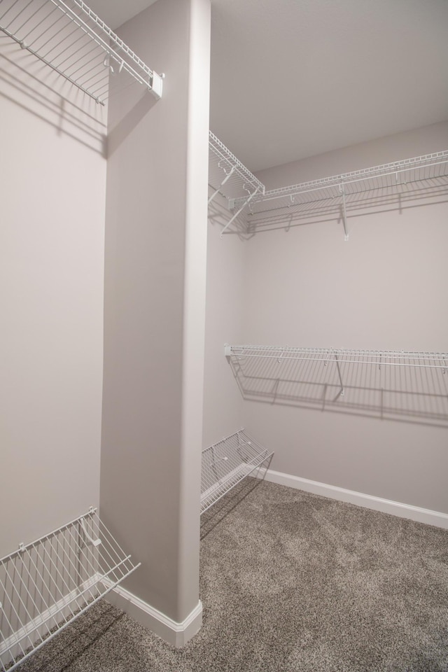 spacious closet with carpet flooring