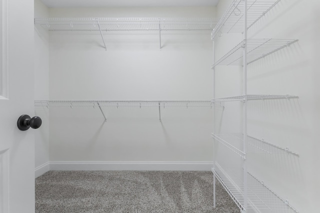 spacious closet featuring carpet flooring