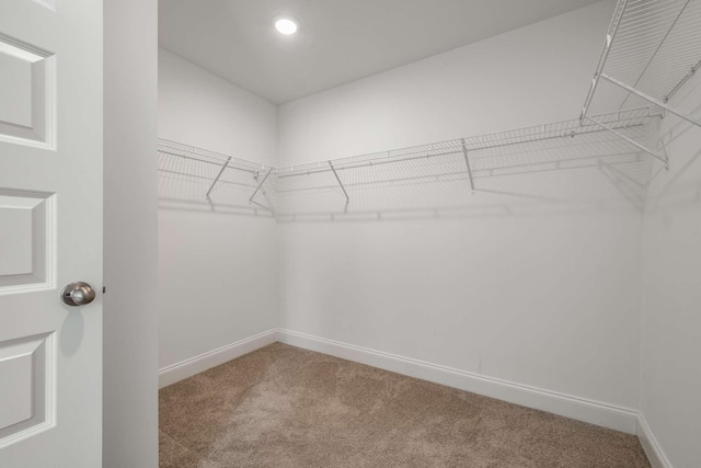 walk in closet with carpet flooring