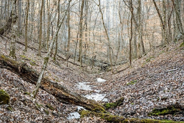 view of local wilderness with a forest view