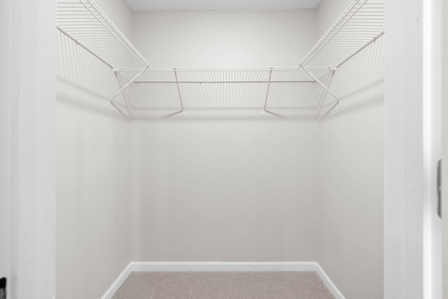 walk in closet with carpet flooring