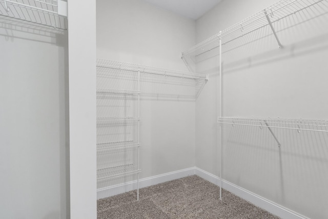 spacious closet featuring carpet flooring