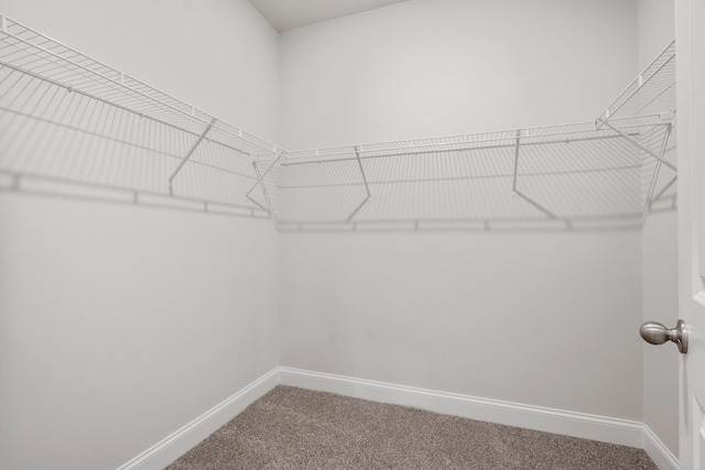 walk in closet featuring carpet floors