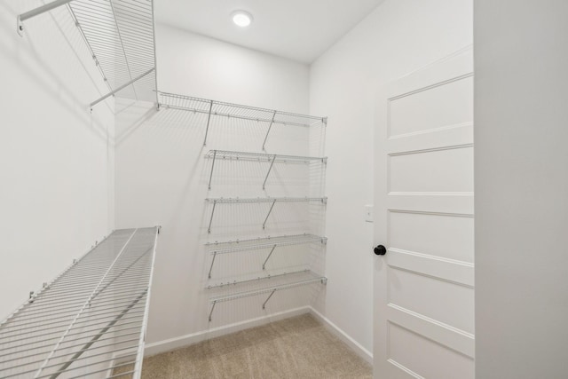 spacious closet featuring carpet floors