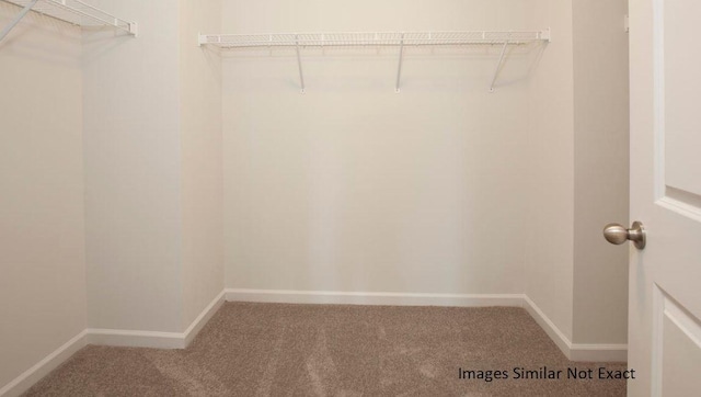 spacious closet featuring carpet