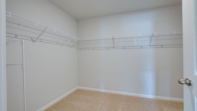 walk in closet with carpet floors