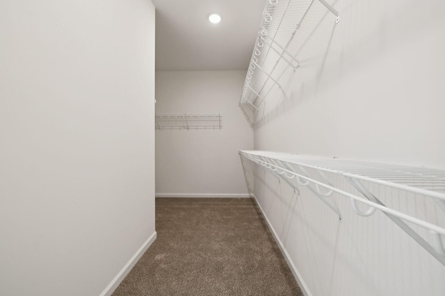 spacious closet featuring carpet flooring