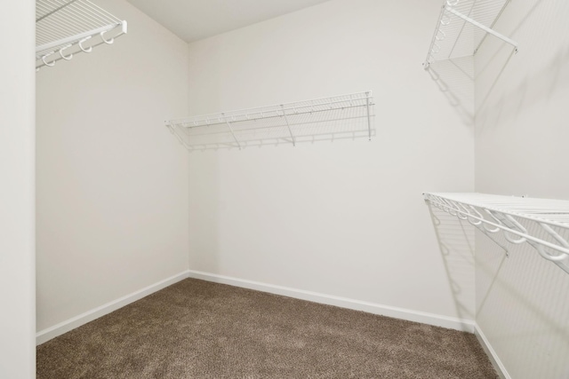 walk in closet with carpet