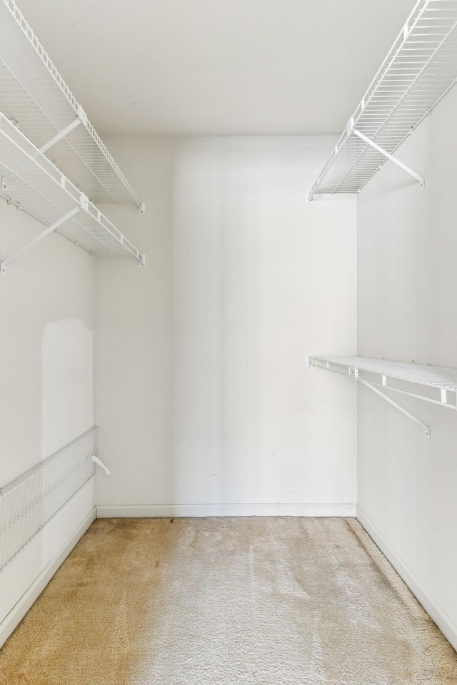 walk in closet featuring carpet flooring