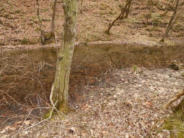 view of local wilderness