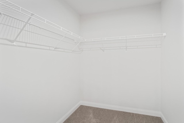 walk in closet with carpet