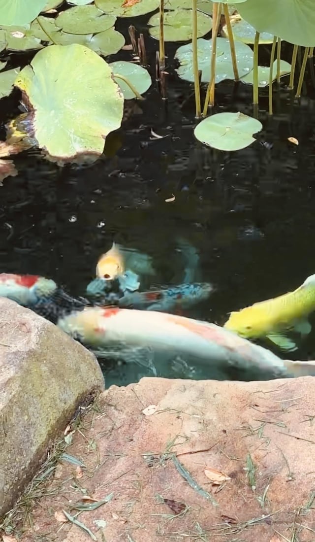 details with a small pond