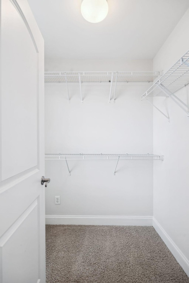 spacious closet featuring carpet flooring