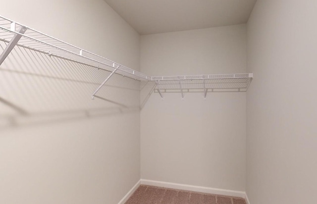 spacious closet featuring carpet