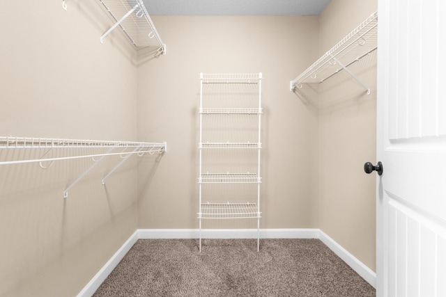 walk in closet with carpet floors