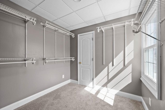 spacious closet with a paneled ceiling and carpet floors