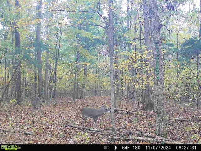 1790 Tolbert Hollow Rd, Bradyville, TN 37026 - photo 15