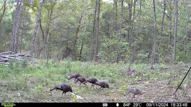 1790 Tolbert Hollow Rd, Bradyville, TN 37026 - photo 16
