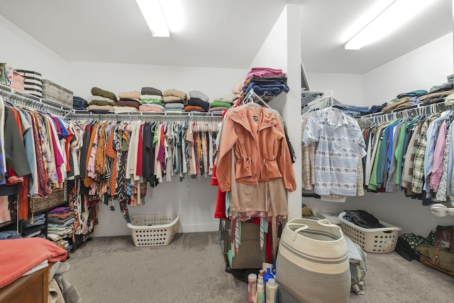 spacious closet featuring carpet