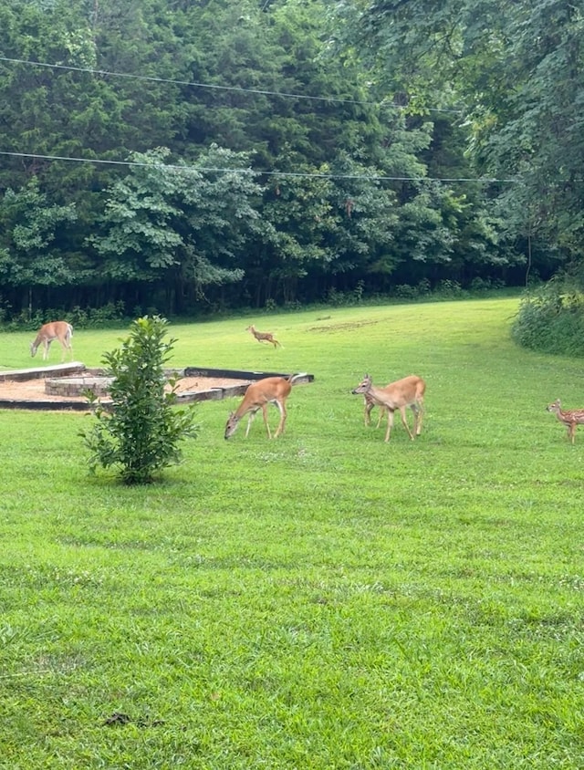 1945 Mann Rd, Lebanon, TN 37087 - view of property's community with a lawn